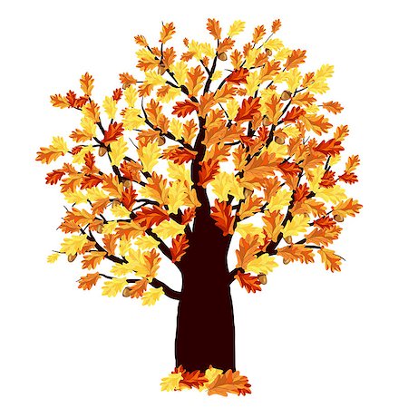 simsearch:400-07675553,k - Autumn Oak Tree With Color Leaves on White Background. Elegant Design with Ideal Balanced Colors. Vector Illustration. Stock Photo - Budget Royalty-Free & Subscription, Code: 400-08199701