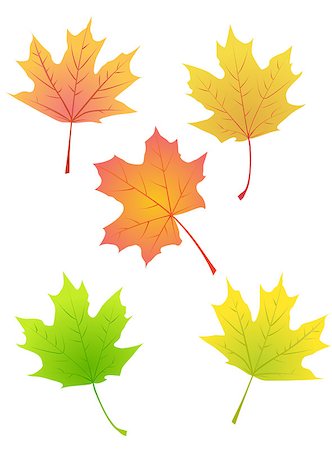 Set of maple autumn leaves isolated on white Stock Photo - Budget Royalty-Free & Subscription, Code: 400-08199762
