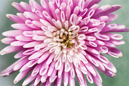 elenathewise (artist) - Macro closeup of pink chrysanthemum flower blossom Stock Photo - Budget Royalty-Free & Subscription, Code: 400-08199794