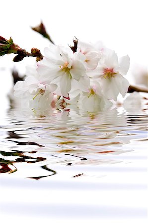 Branch of oriental flowering cherry with blossoms submerged in water Stock Photo - Budget Royalty-Free & Subscription, Code: 400-08199791