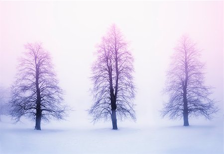 elenathewise (artist) - Foggy winter sunrise scene with three leafless trees Photographie de stock - Aubaine LD & Abonnement, Code: 400-08199807