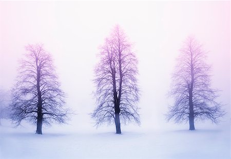 elenathewise (artist) - Foggy winter sunrise scene with three leafless trees Stock Photo - Budget Royalty-Free & Subscription, Code: 400-08199807