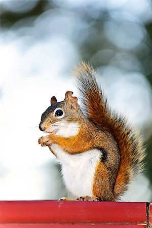 simsearch:400-04695630,k - Tree squirrel eating nut sitting on wooden red railing Foto de stock - Super Valor sin royalties y Suscripción, Código: 400-08199833