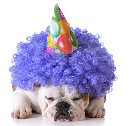simsearch:400-08187913,k - birthday dog - bulldog humanized as female with wig and hat on white background Photographie de stock - Aubaine LD & Abonnement, Code: 400-08190995