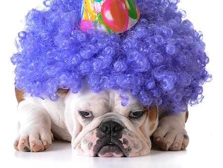simsearch:673-02139828,k - birthday dog - bulldog humanized as female with wig and hat on white background Stock Photo - Budget Royalty-Free & Subscription, Code: 400-08190996