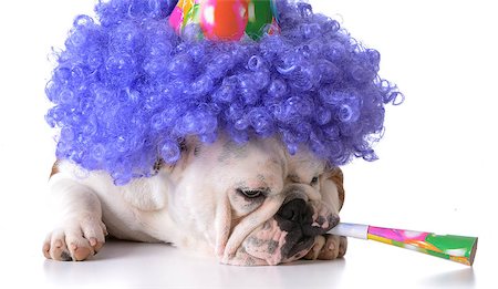 simsearch:400-08187913,k - birthday dog - bulldog humanized as female with wig and hat blowing on horn Photographie de stock - Aubaine LD & Abonnement, Code: 400-08190997