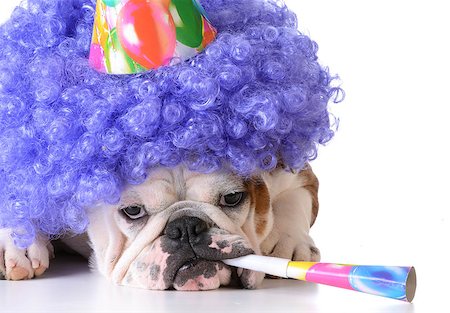 simsearch:673-02139828,k - birthday dog - bulldog humanized as female with wig and hat blowing on horn Foto de stock - Super Valor sin royalties y Suscripción, Código: 400-08190998