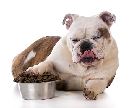 simsearch:400-05181259,k - feeding your pet - bulldog puppy laying with pay in dog bowl Foto de stock - Super Valor sin royalties y Suscripción, Código: 400-08191006