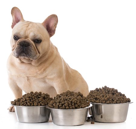 simsearch:400-07208442,k - feeding the dog - french bulldog sitting beside several bowls of dog food on white background Stockbilder - Microstock & Abonnement, Bildnummer: 400-08191013