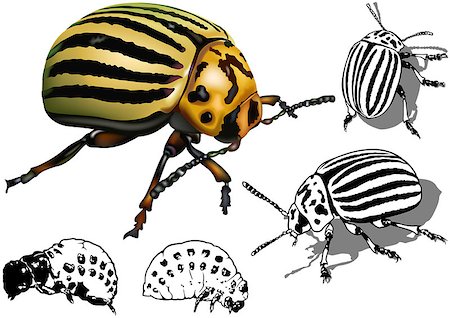 simsearch:400-04989239,k - Colorado Potato Beetle Set (Leptinotarsa decemlineata) - Illustrations, Vector Stock Photo - Budget Royalty-Free & Subscription, Code: 400-08191034