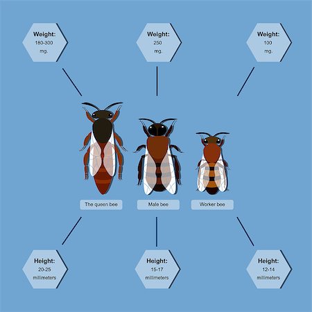 informative poster on the composition of the bee colony Photographie de stock - Aubaine LD & Abonnement, Code: 400-08191162