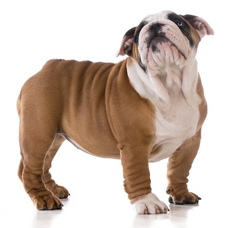 cute puppy standing looking up on white background - bulldog three months old Stock Photo - Budget Royalty-Free & Subscription, Code: 400-08191342