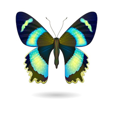 simsearch:400-06107863,k - Vector  beautiful bright Butterfly isolated. EPS 10 Fotografie stock - Microstock e Abbonamento, Codice: 400-08191406