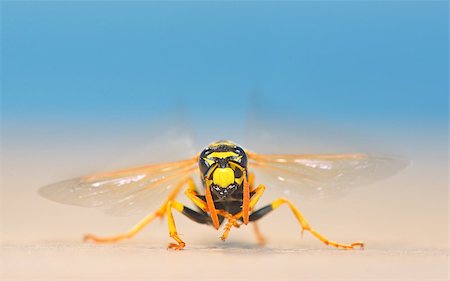 European giant hornet in summer time Stock Photo - Budget Royalty-Free & Subscription, Code: 400-08191445