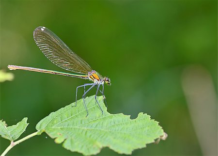 simsearch:400-08195310,k - dragonfly in forest (coleopteres splendens) Foto de stock - Super Valor sin royalties y Suscripción, Código: 400-08191441