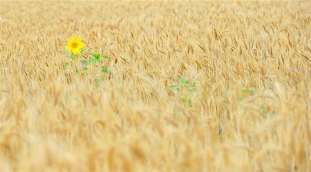 simsearch:400-04873565,k - sunflower in golden cereal field Fotografie stock - Microstock e Abbonamento, Codice: 400-08191443