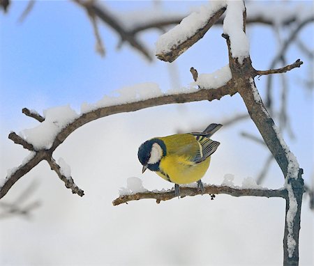 simsearch:400-06423262,k - Titmouse on a tree in winter time Photographie de stock - Aubaine LD & Abonnement, Code: 400-08191785