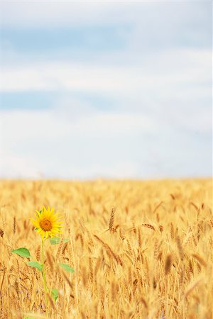 simsearch:400-04873565,k - Sunflower in golden cereal field in summer time Fotografie stock - Microstock e Abbonamento, Codice: 400-08191792
