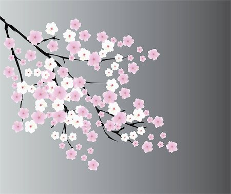 vector illustration of a cherry blossom background Foto de stock - Super Valor sin royalties y Suscripción, Código: 400-08192114