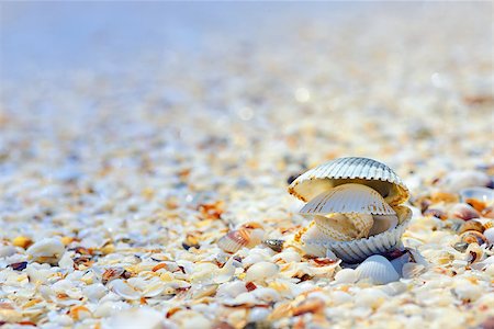 simsearch:851-02958595,k - open shells on beach in summer time Photographie de stock - Aubaine LD & Abonnement, Code: 400-08192176