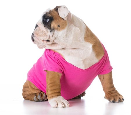 simsearch:400-08192678,k - female puppy wearing pink sweater - bulldog Foto de stock - Super Valor sin royalties y Suscripción, Código: 400-08192679