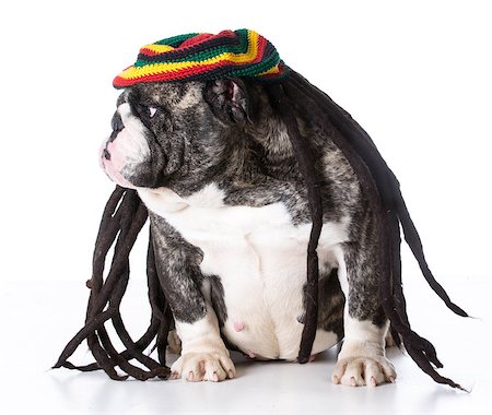 rastafarian - funny dog wearing dreadlock wig on white background - bulldog Stock Photo - Budget Royalty-Free & Subscription, Code: 400-08192687