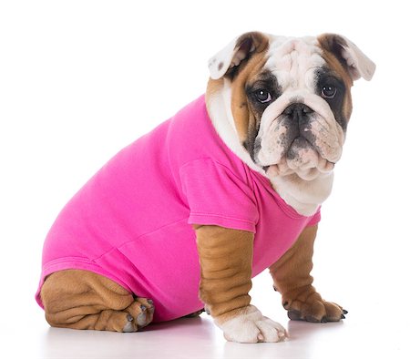 simsearch:400-08192678,k - female puppy wearing pink sweater - bulldog Foto de stock - Super Valor sin royalties y Suscripción, Código: 400-08192680