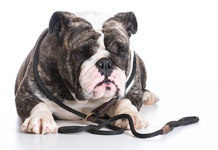 simsearch:400-08187913,k - dog on a leash - bulldog wearing a slip lead laying down on white background Photographie de stock - Aubaine LD & Abonnement, Code: 400-08192681