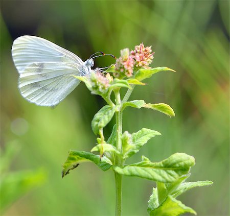 Pieris brassicae, Cabbage butterfly on a flower Stockbilder - Microstock & Abonnement, Bildnummer: 400-08192989