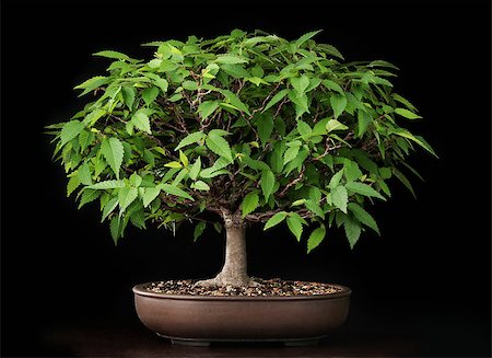 Bonsai elm tree in summer season Stock Photo - Budget Royalty-Free & Subscription, Code: 400-08221374