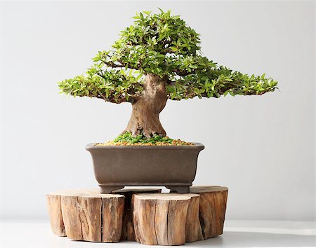 Summer bonsai azalea tree Stock Photo - Budget Royalty-Free & Subscription, Code: 400-08221370