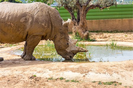 simsearch:400-04455503,k - small white rhinoceros drinking water in Attica Zoological Park, Spata, Greece Stock Photo - Budget Royalty-Free & Subscription, Code: 400-08221424