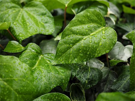 simsearch:400-05226582,k - Green ivy Hedera with glossy leaves and white veins in the rain Stock Photo - Budget Royalty-Free & Subscription, Code: 400-08221571