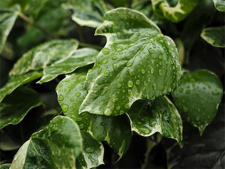 simsearch:400-05226582,k - Green ivy Hedera with glossy leaves and white veins in the rain Stock Photo - Budget Royalty-Free & Subscription, Code: 400-08221572