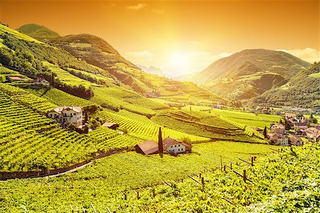 Beautiful sunset view over a vineyard in Bolzano, Italy Photographie de stock - Aubaine LD & Abonnement, Code: 400-08221654