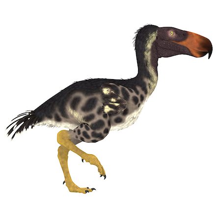 The Kelenken "Terror Bird" of Argentina was a flightless carnivore that lived in the Miocene Period. Stock Photo - Budget Royalty-Free & Subscription, Code: 400-08221712