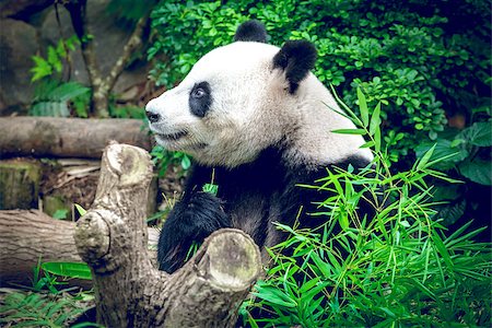 simsearch:400-04394273,k - Hungry giant panda bear eating bamboo Foto de stock - Royalty-Free Super Valor e Assinatura, Número: 400-08221805