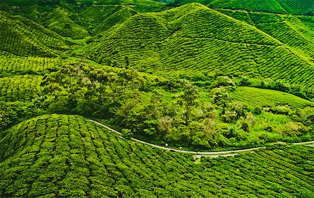 simsearch:656-02879675,k - Tea plantation in Cameron highlands, Malaysia Stock Photo - Budget Royalty-Free & Subscription, Code: 400-08221802
