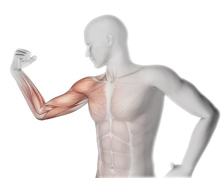 simsearch:400-08287782,k - 3D render of a male medical figure flexing arm with partial muscle map Photographie de stock - Aubaine LD & Abonnement, Code: 400-08222175