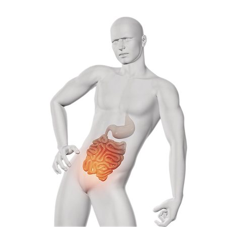 simsearch:400-08647675,k - 3D render of a male medical figure with exposed guts Stockbilder - Microstock & Abonnement, Bildnummer: 400-08222176