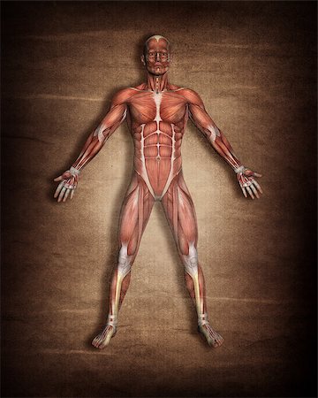 simsearch:400-08287780,k - 3D render of a male medical figure with muscle map on a grunge background Photographie de stock - Aubaine LD & Abonnement, Code: 400-08222177