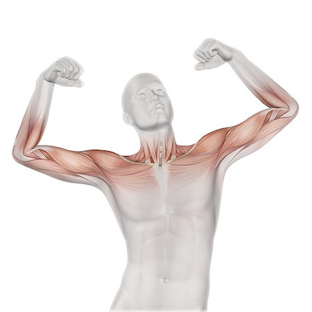 3D render of a male medical figure with partial muscle map Stockbilder - Microstock & Abonnement, Bildnummer: 400-08222431