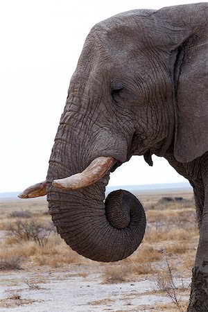 simsearch:400-07216532,k - Portrait of african elephants, Etosha national Park, Ombika, Kunene, Namibia. True wildlife photography Foto de stock - Super Valor sin royalties y Suscripción, Código: 400-08222715