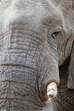 simsearch:400-07216532,k - Portrait of african elephants, Etosha national Park, Ombika, Kunene, Namibia. True wildlife photography Foto de stock - Super Valor sin royalties y Suscripción, Código: 400-08222716