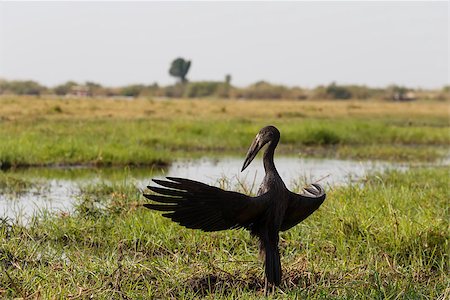simsearch:400-07247879,k - African Openbill with wings spread to the evening sun, Chobe river, Botswana Stock Photo - Budget Royalty-Free & Subscription, Code: 400-08222721