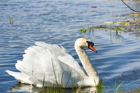 simsearch:400-05232970,k - Alone swan, Cygnus, single bird on water, Czech Republic Photographie de stock - Aubaine LD & Abonnement, Code: 400-08222723