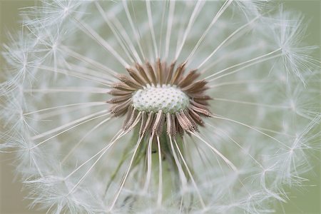 dandelion blowing in the wind - close up of Dandelion with abstract color and shallow focus Stock Photo - Budget Royalty-Free & Subscription, Code: 400-08222859