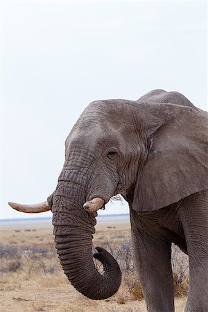 simsearch:400-04276083,k - Portrait of african elephants, Etosha national Park, Ombika, Kunene, Namibia. True wildlife photography Stock Photo - Budget Royalty-Free & Subscription, Code: 400-08222860