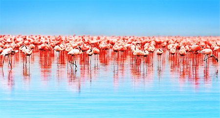 Flamingo birds in the lake Nakuru, African safari, Kenya Foto de stock - Super Valor sin royalties y Suscripción, Código: 400-08222883