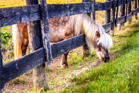 simsearch:400-07168060,k - Shetland pony is reaching outside the fence for greener grass Stock Photo - Budget Royalty-Free & Subscription, Code: 400-08222894